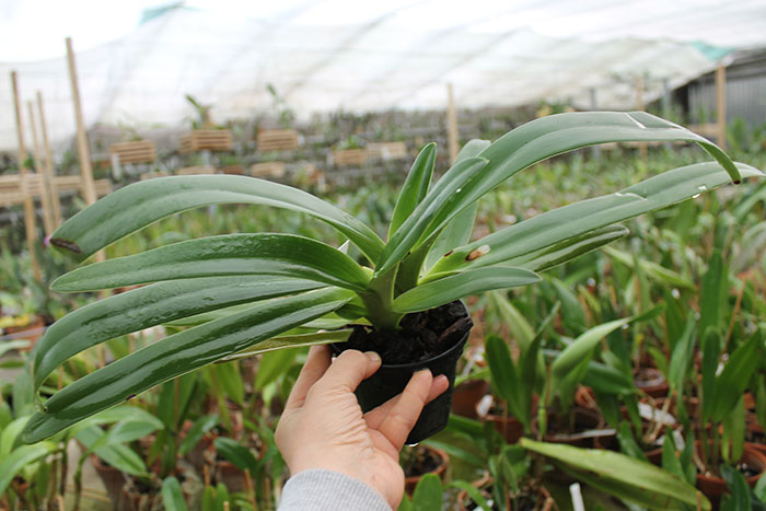 Paphiopedilum St Swithin (philippinense x rothschildianum).jpg