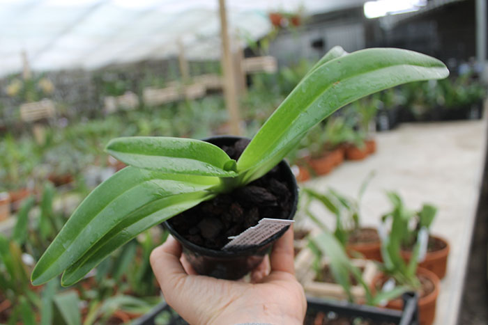 Paphiopedilum philippinense Doll.jpg