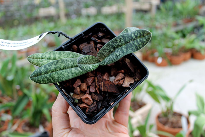Paphiopedilum Norito Hasegawa (malipoense x armeniacum).jpg