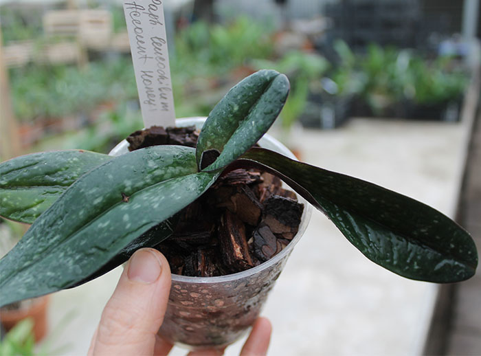 Paphiopedilum leucochilum 'Account Honey'.jpg