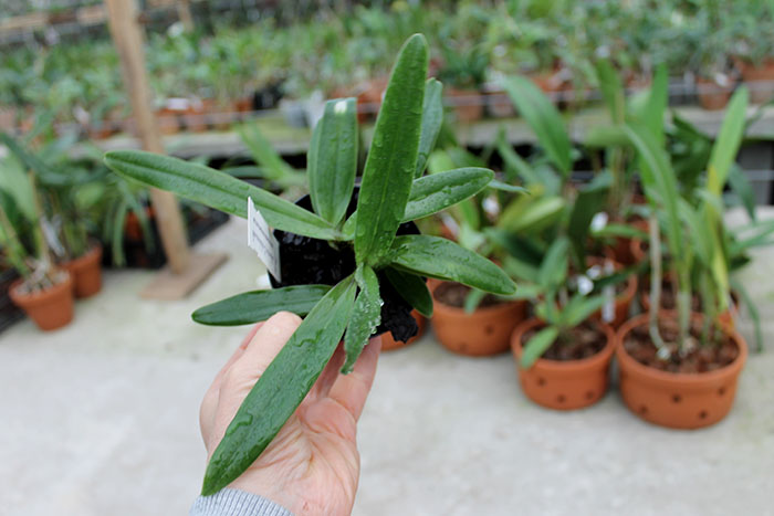 Paphiopedilum charlesworthii.jpg