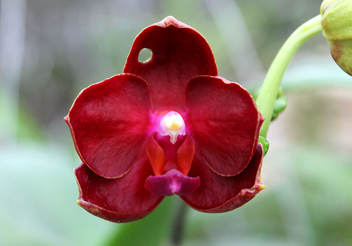Phalaenopsis Gold Sun x LDS Bear King 'red'.jpg