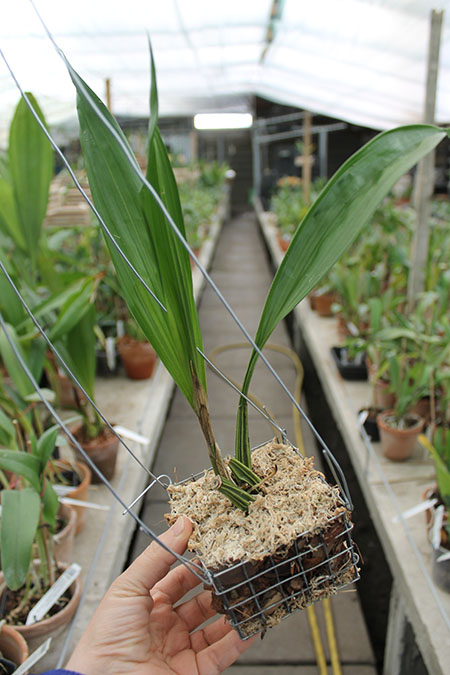 Coryanthes macrantha 'KS' x self.jpg