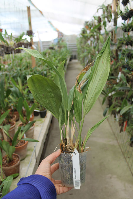 Stanhopea gibbosa.jpg