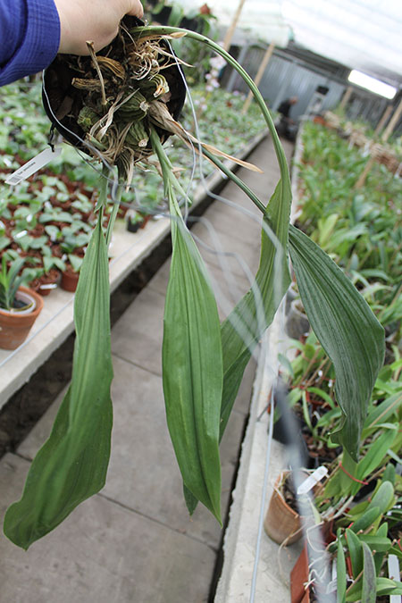 Stanhopea jenischiana.jpg