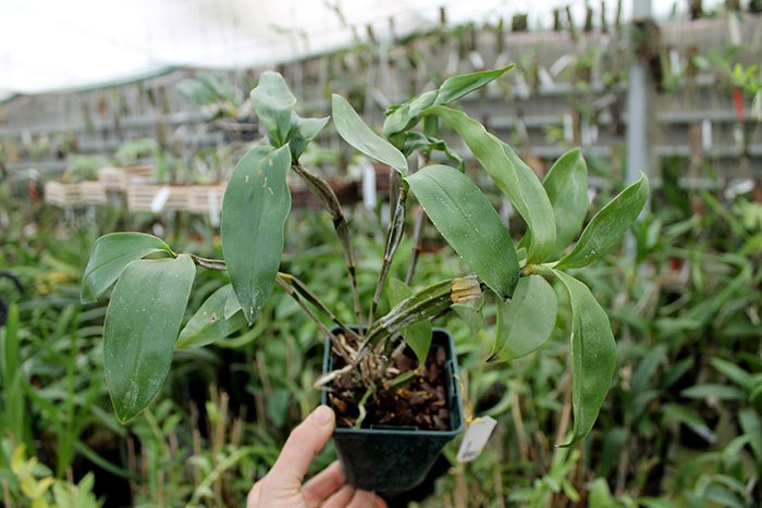 Dendrobium farmeri.jpg