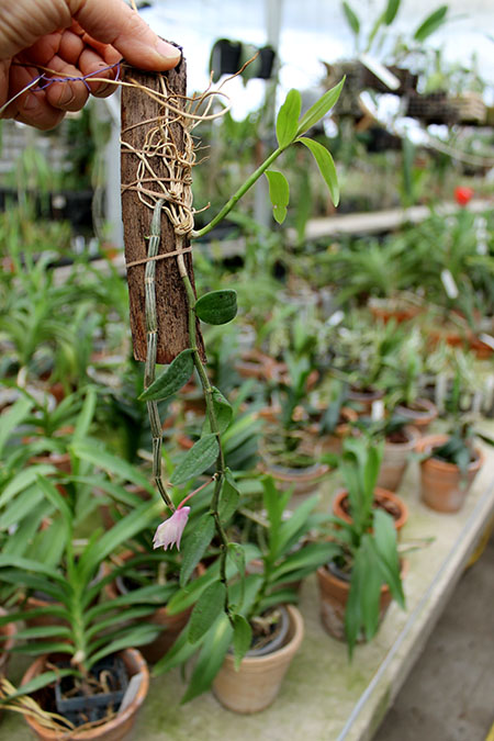 Dendrobium pierardii.jpg