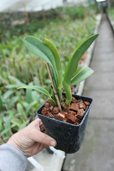 Potinara Angel Kiss 'No5.jpg