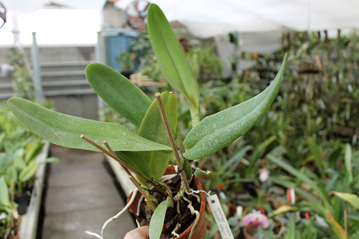Cattleya warneri integra escura 'AWZ' x Cattleya warneri flameada.jpg