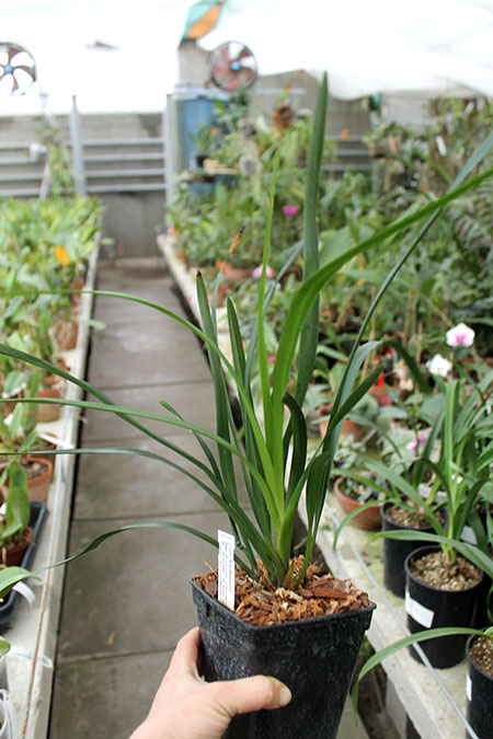 Cymbidium floribundum.jpg