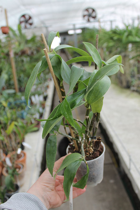 Dendrobium thyrsiflorum.jpg