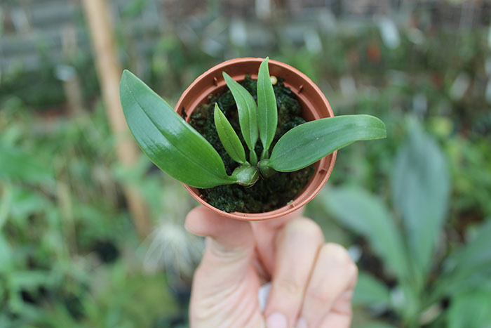 Bulbophyllum longissimum.jpg