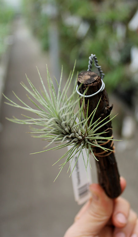 Tillandsia funkiana.jpg