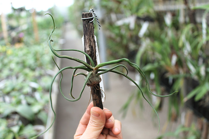 Tillandsia bulbosa.jpg