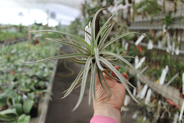 Tillandsia brachycaulos (white form).jpg