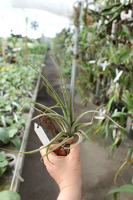 Tillandsia paucifolia Guatemala.jpg