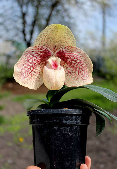 Paphiopedilum hangianum x bellatulum.jpg