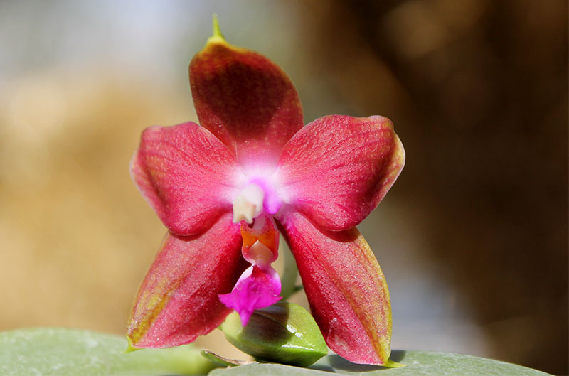 Phalaenopsis Jennifer Palermo (C1 type) x Phalaenopsis LD's Bear Queen.jpg