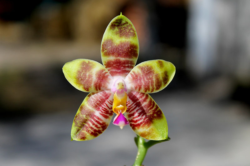 Phalaenopsis amboinensis x Phalaenopsis Penang Girl.jpg