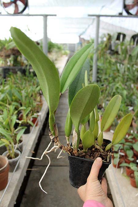 Cattleya trianae 'Junio' (12-8) x Cattleya trianae 'Sangre de Toro II' (25-8).jpg