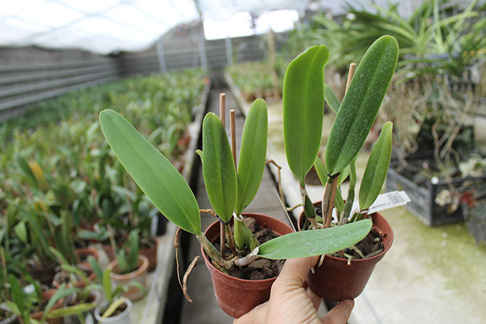 Cattleya mossiae concolor x SELF.jpg
