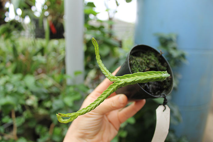 Lycopodium tetrasticha.jpg