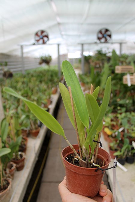 Laelia grandis aurea 'Monte Pascoal' x self.jpg