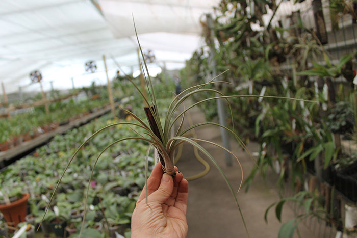 Tillandsia x Floridiana.jpg