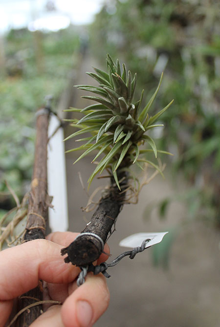 Tillandsia araujei (open form).jpg