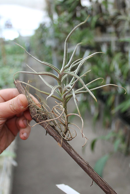 Tillandsia paleacea.jpg