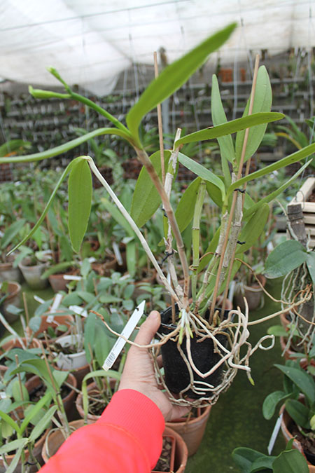 Cattleya intermedia.jpg