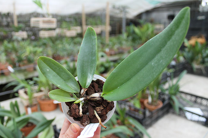 Rhyncholaeliocattleya Chomthong Fancy.jpg