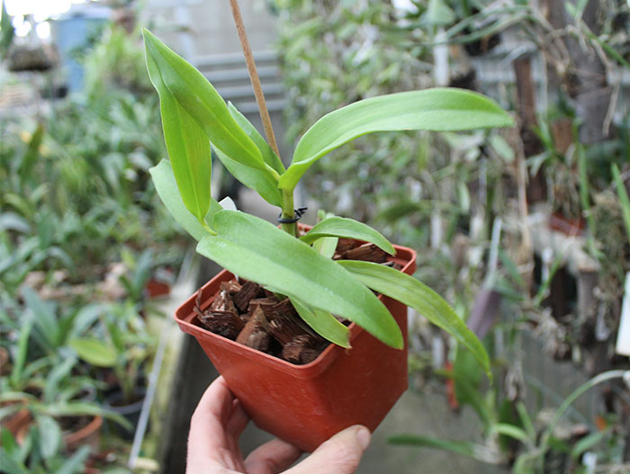 Dendrobium stratiotes.jpg