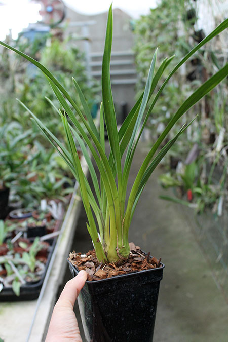 Cymbidium Green Valley Emerald 'Three Lip'.jpg