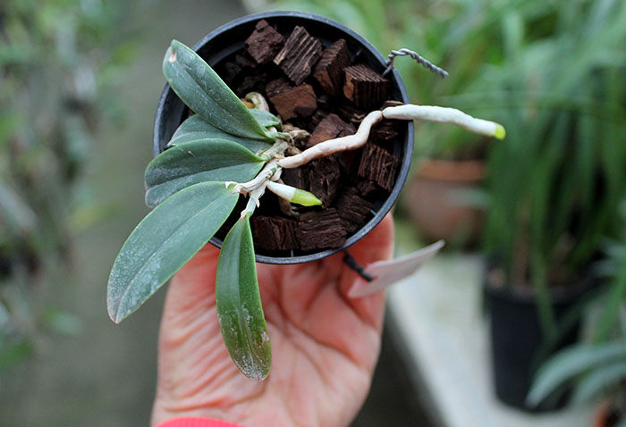 Cattleya aclandiae.jpg