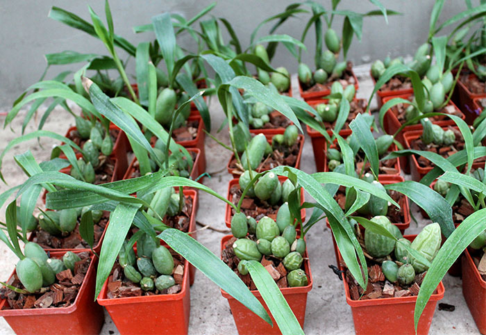 Coelogyne cristata.jpg