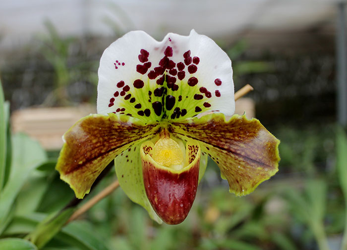 Paphiopedilum Shining World x Small World x Surveyor.jpg