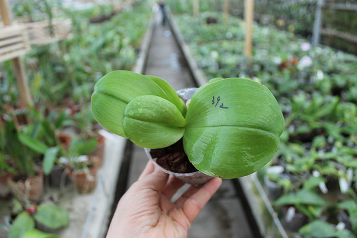 Phalaenopsis Ld's Bear King 'YKY' x Hawaii Dragon Girl 'DT-1'.jpg