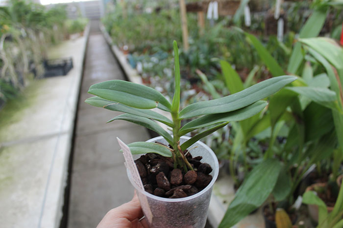 Thrixspermum leucarachne.jpg