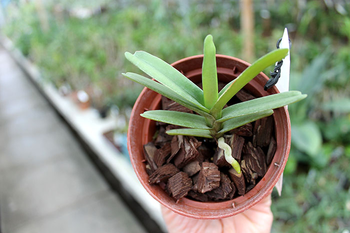 Renanthera imschootiana.jpg