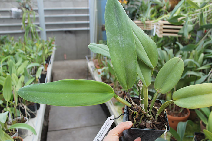 Cattleya warneri semi alba (boa forma) x Cattleya warneri semi alba 'Rubi'.jpg