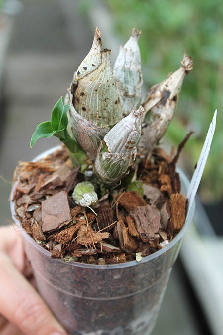 Catasetum pileatum 'Oro Verde'.jpg