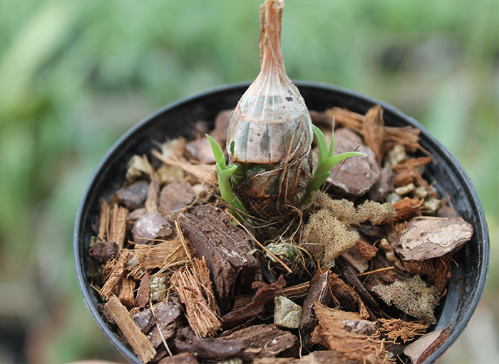 Clowesia Jumbo Grace 'Jumbo Orchids'.jpg