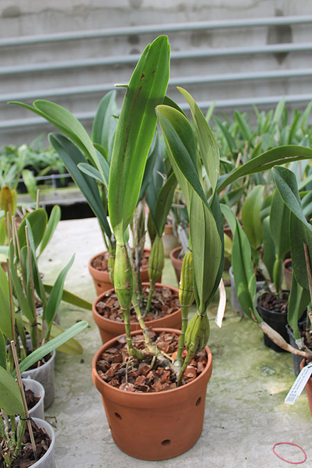 Schomburgkia undulata.jpg