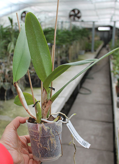 Brassolaeliocattleya George King 'Serendipity'.jpg