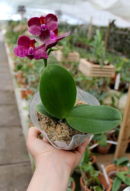 Phalaenopsis I-Hsin 'Spot Eagle'.jpg