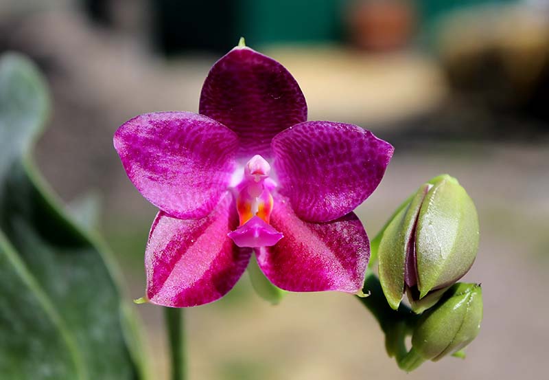 Phalaenopsis Mok Choi Yew Indigo.jpg