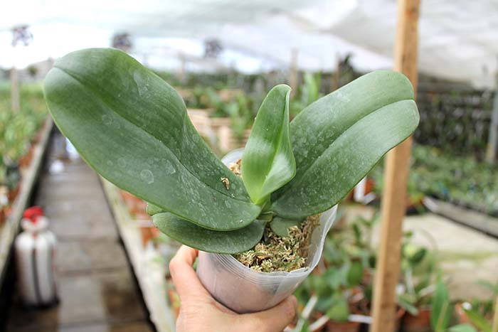 Phalaenopsis gigantea.jpg