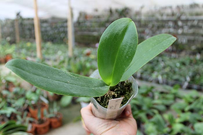 Phalaenopsis (Hsinying Fanjo x Mituo Sun) 'Eddy Su'.jpg