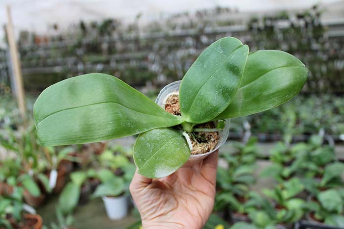 Phalaenopsis bellina AL.jpg